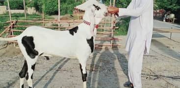 Desi Bakra For Sale Call me _03332106392