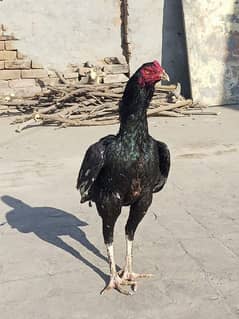 Aseel murga permoz breed bird