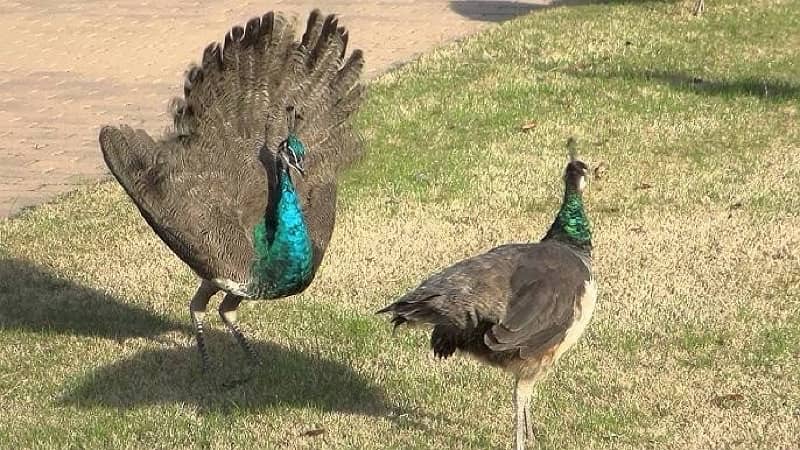 peacocks moor 1