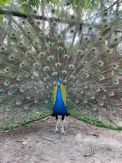 peacocks