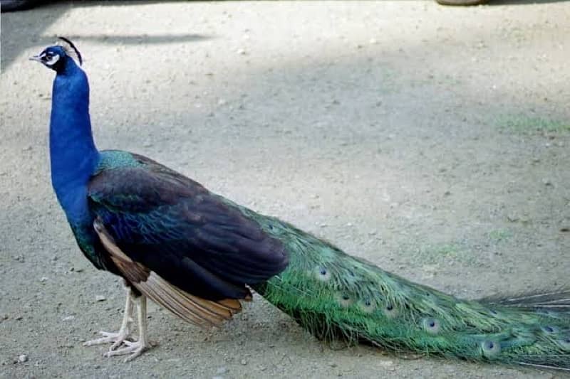 peacocks moor 3