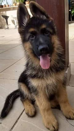 German shepherd puppies My WhatsApp number 03001868066