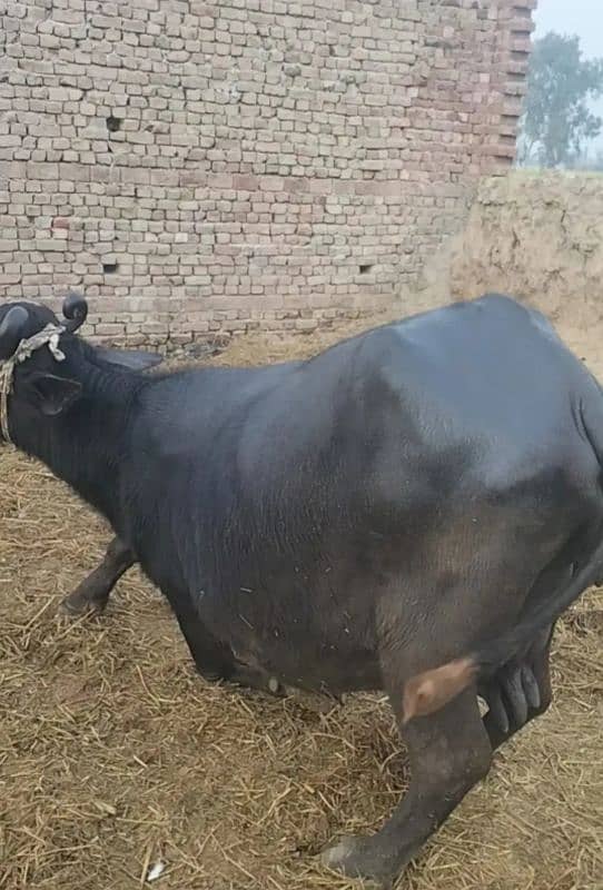 best and beautiful buffalo in hafizabad 1