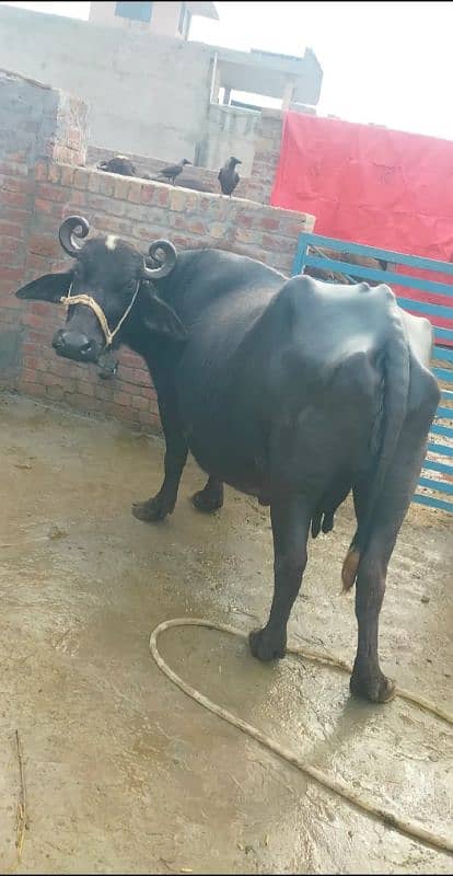 best and beautiful buffalo in hafizabad 2