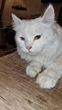 Bi coloured, blue and Brown female double coat Persian .