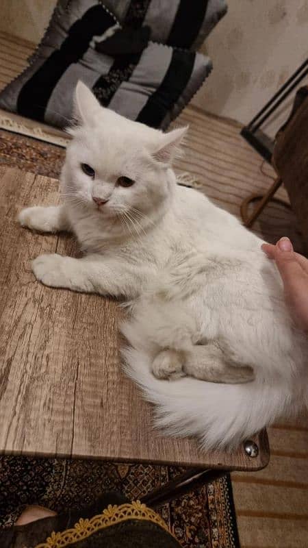 Bi coloured, blue and Brown female double coat Persian . 1