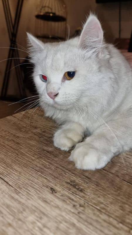 Bi coloured, blue and Brown female double coat Persian . 3