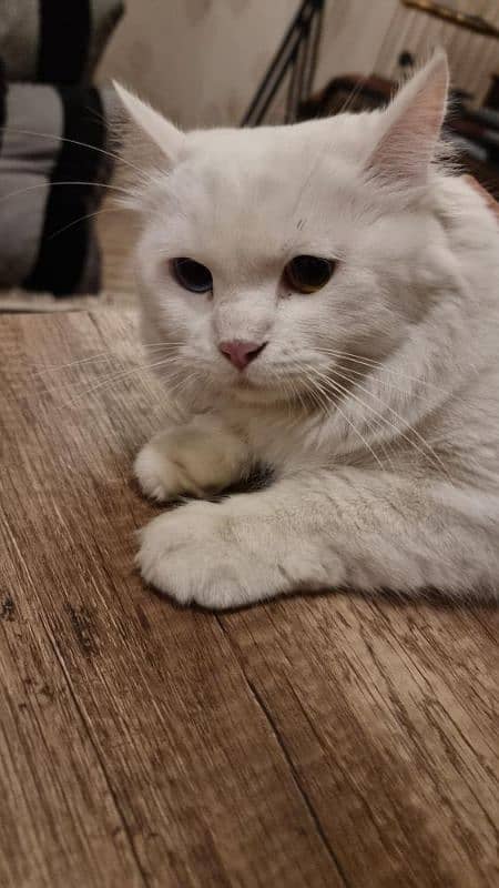 Bi coloured, blue and Brown female double coat Persian . 5