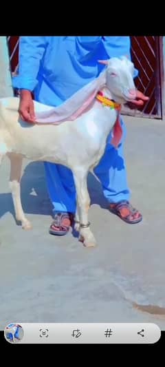 sindhi gulabi goat