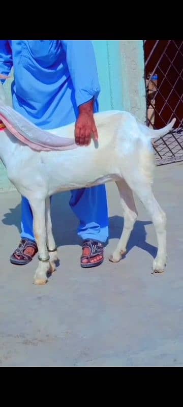 sindhi gulabi goat 2