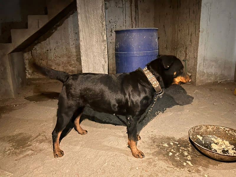 Rottweiler 1