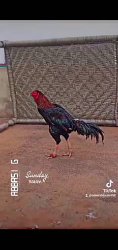 Aseel | Aseel Hen | Pako Hen | Pure Pako Hens For Sale