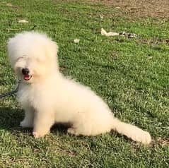 pure poodle male age 10 month zero siz a1