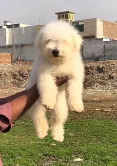 pure poodle male age 7 month zero siz