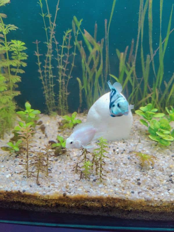 polor parrot fish 3