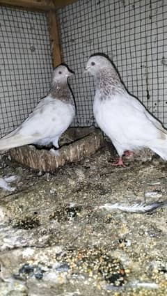 Pigeons lakha pair