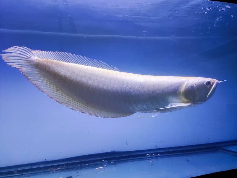 Albino and Jardini pearl Arowana 0