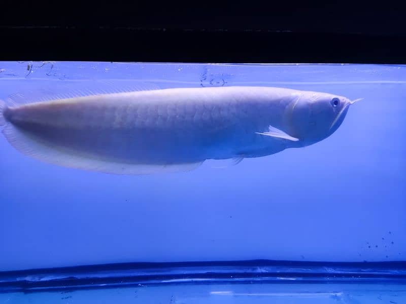 Albino and Jardini pearl Arowana 1