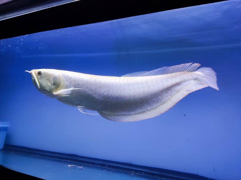 Albino and Jardini pearl Arowana 2