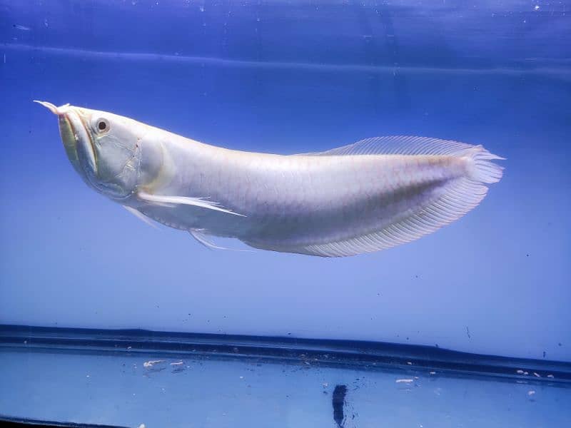 Albino and Jardini pearl Arowana 3