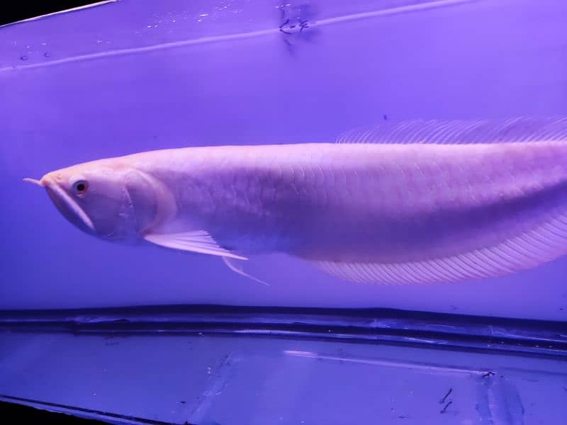 Albino and Jardini pearl Arowana 4