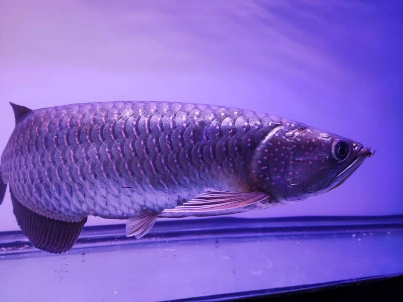 Albino and Jardini pearl Arowana 5