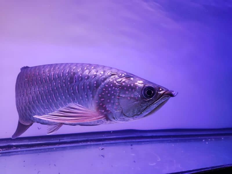 Albino and Jardini pearl Arowana 6