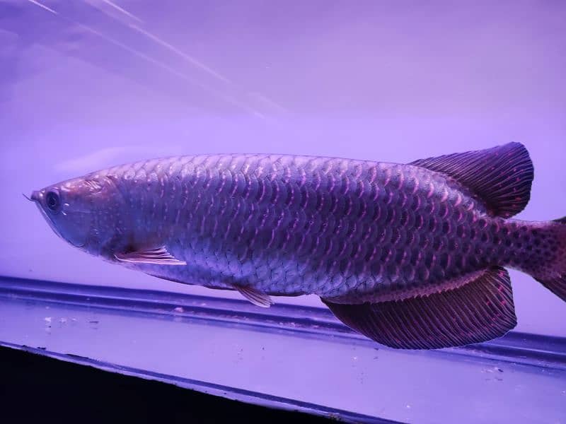 Albino and Jardini pearl Arowana 7