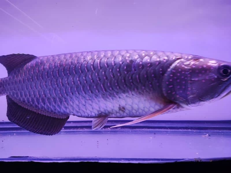 Albino and Jardini pearl Arowana 8