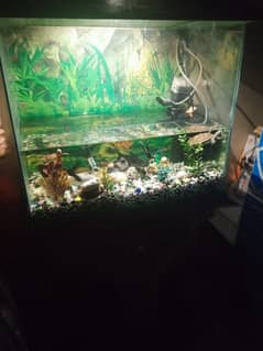 fish aquarium