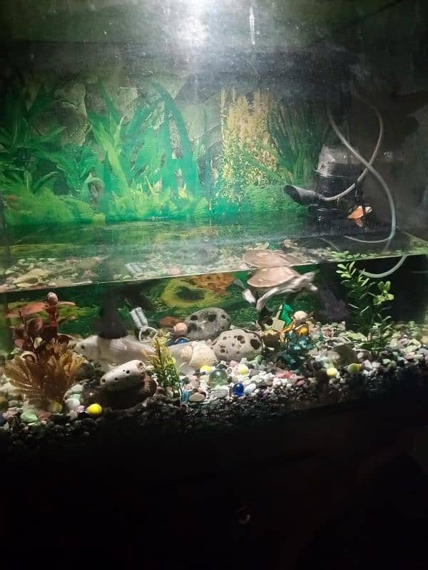 fish aquarium 1