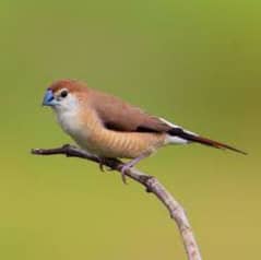 silver bill finch available for sale 1500 pair