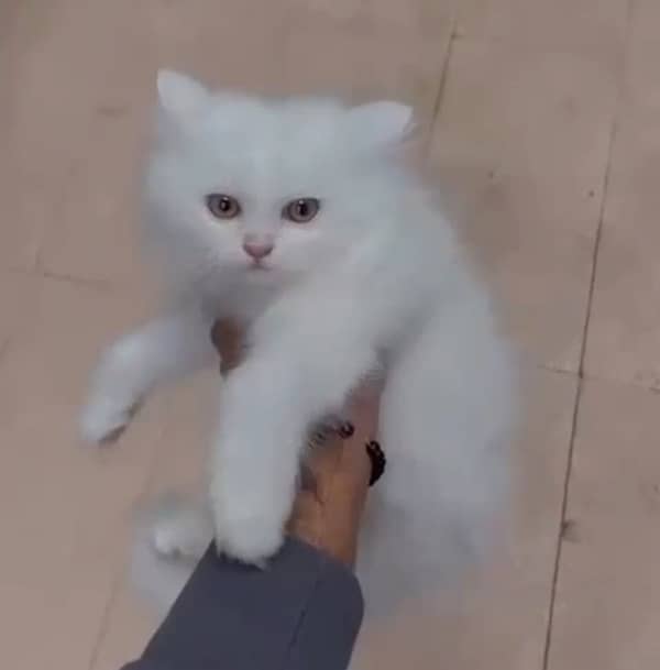 persian semi punch triple coated kitten 0