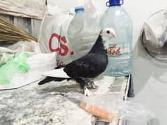 pigeon