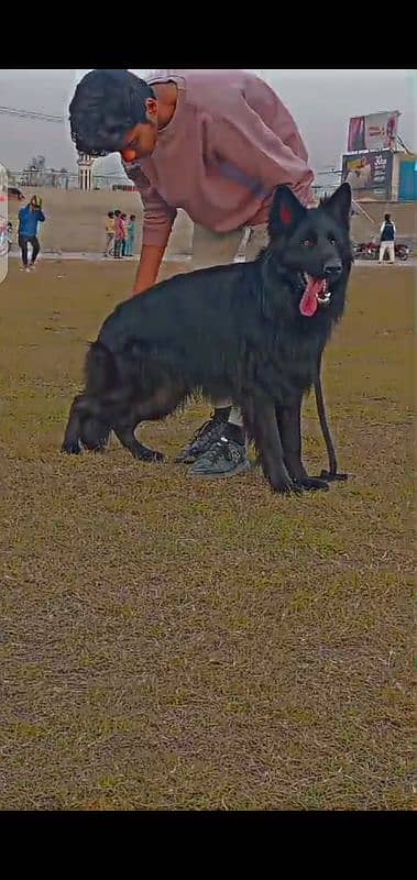 dog German Shepherd male for stud 1