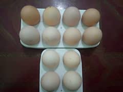 Desi Egg Available: Contact No# 0312-2449526.