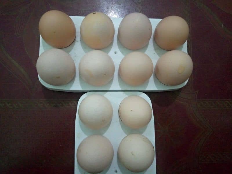 Desi Egg Available: Contact No# 0312-2449526. 0