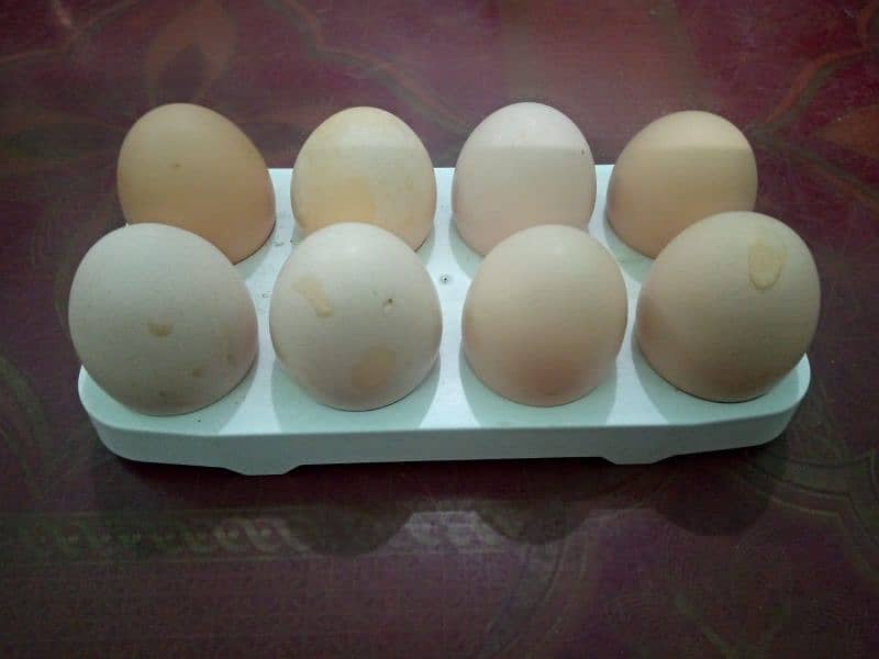 Desi Egg Available: Contact No# 0312-2449526. 1