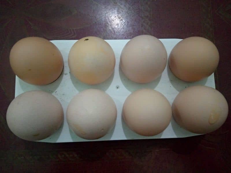 Desi Egg Available: Contact No# 0312-2449526. 3