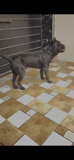 Italian Cane Corso Show Winner dog for sale