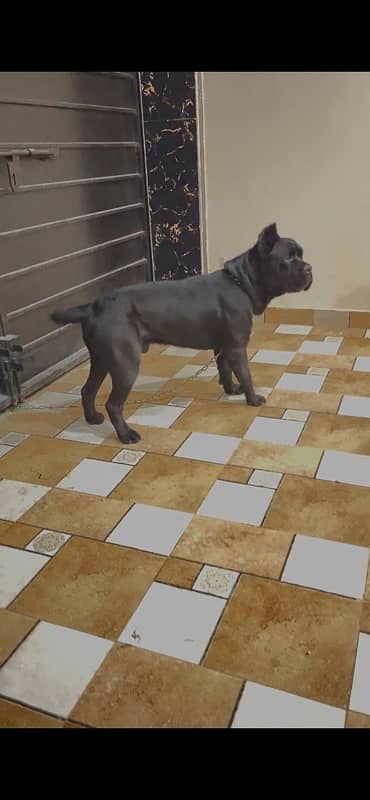 Italian Cane Corso Show Winner dog for sale 1