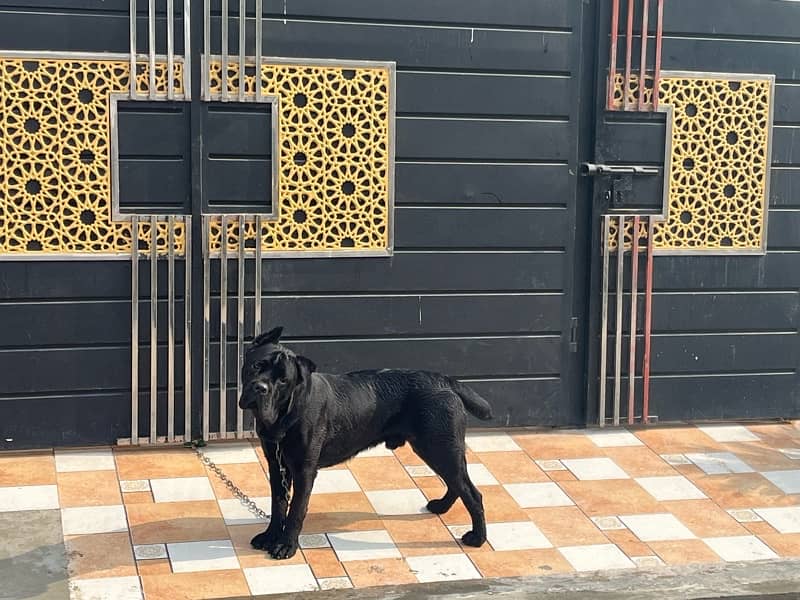 Italian Cane Corso Show Winner dog for sale 2