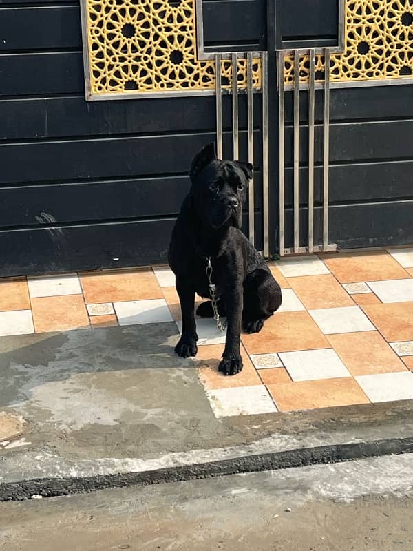 Italian Cane Corso Show Winner dog for sale 3