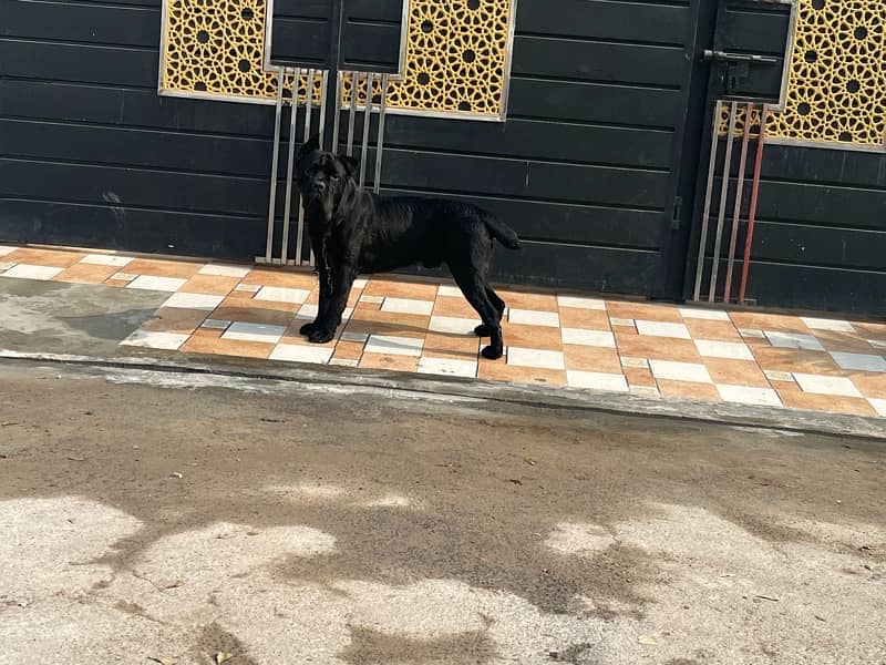 Italian Cane Corso Show Winner dog for sale 4