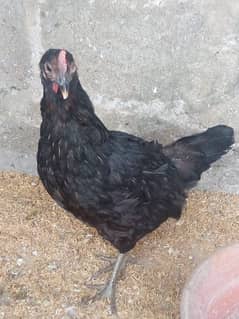 Egg Laying Misri Murgi Available: 0312-2449526.