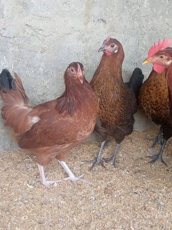 Egg Laying Misri Murgi Available: 0312-2449526. 1