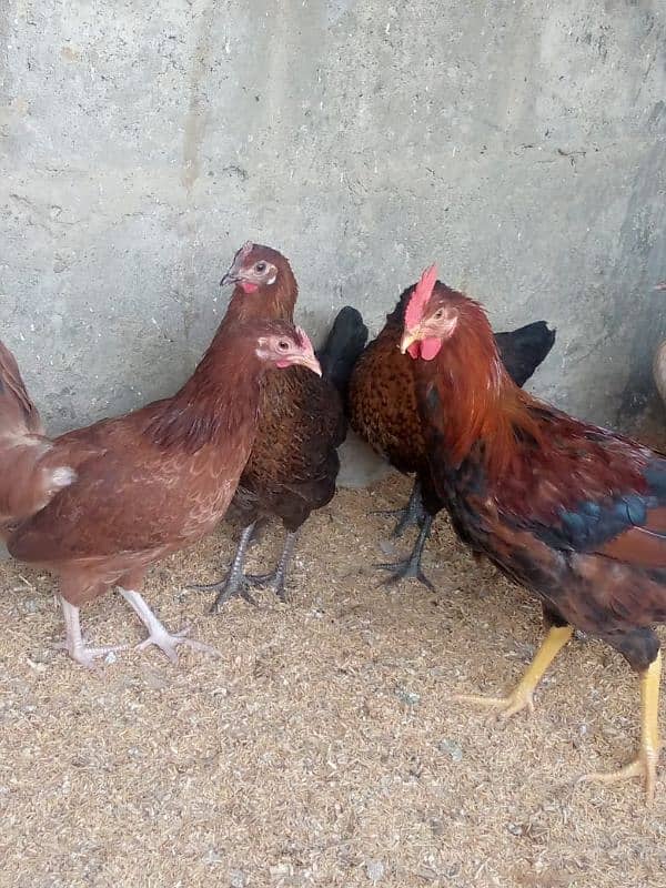 Egg Laying Misri Murgi Available: 0312-2449526. 2