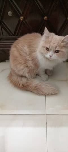 persian cat