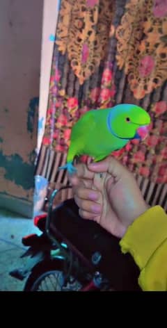 Hand Tamed Parrot pair For sale