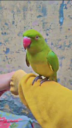 Hand Tamed Parrot For sale